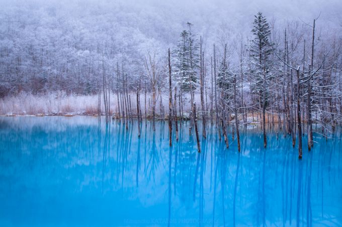 幻想的な世界が広がる名所「青い池」